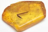 Detailed Fossil Plant Leaf (Gymnosperm) In Baltic Amber #207527-1
